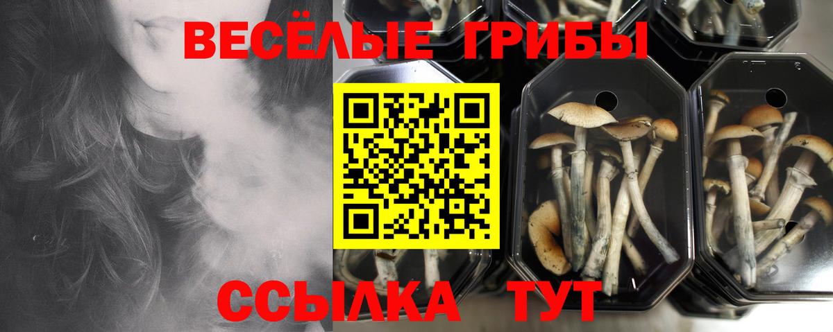 Псилоцибиновые грибы Psilocybine cubensis  Вход с VPN  Людиново  Галлюциногенные грибы прущие грибы 